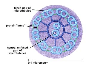 http://www.biosci.uga.edu/almanac/bio_103/notes/may_16.html